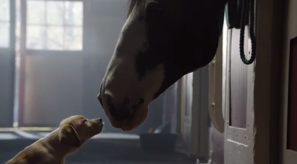 Budweiser Puppy Horse commercial